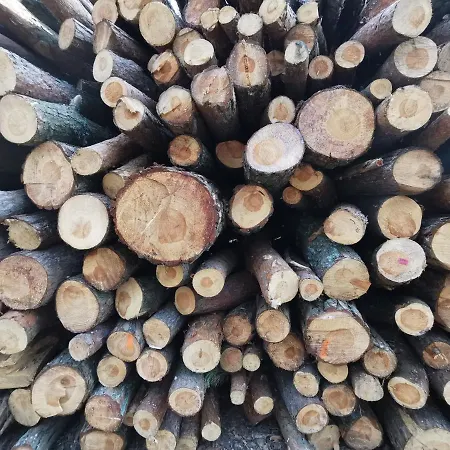 M&k Cztery Brzozy - Wyspa Sobieszewska *