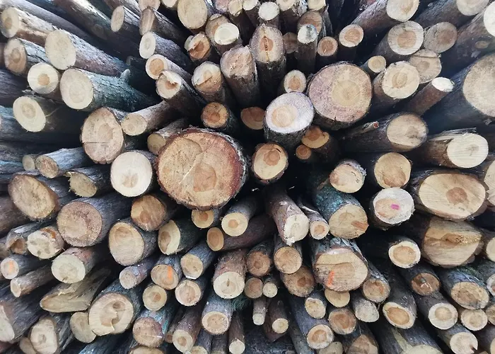 M&k Cztery Brzozy - Wyspa Sobieszewska *